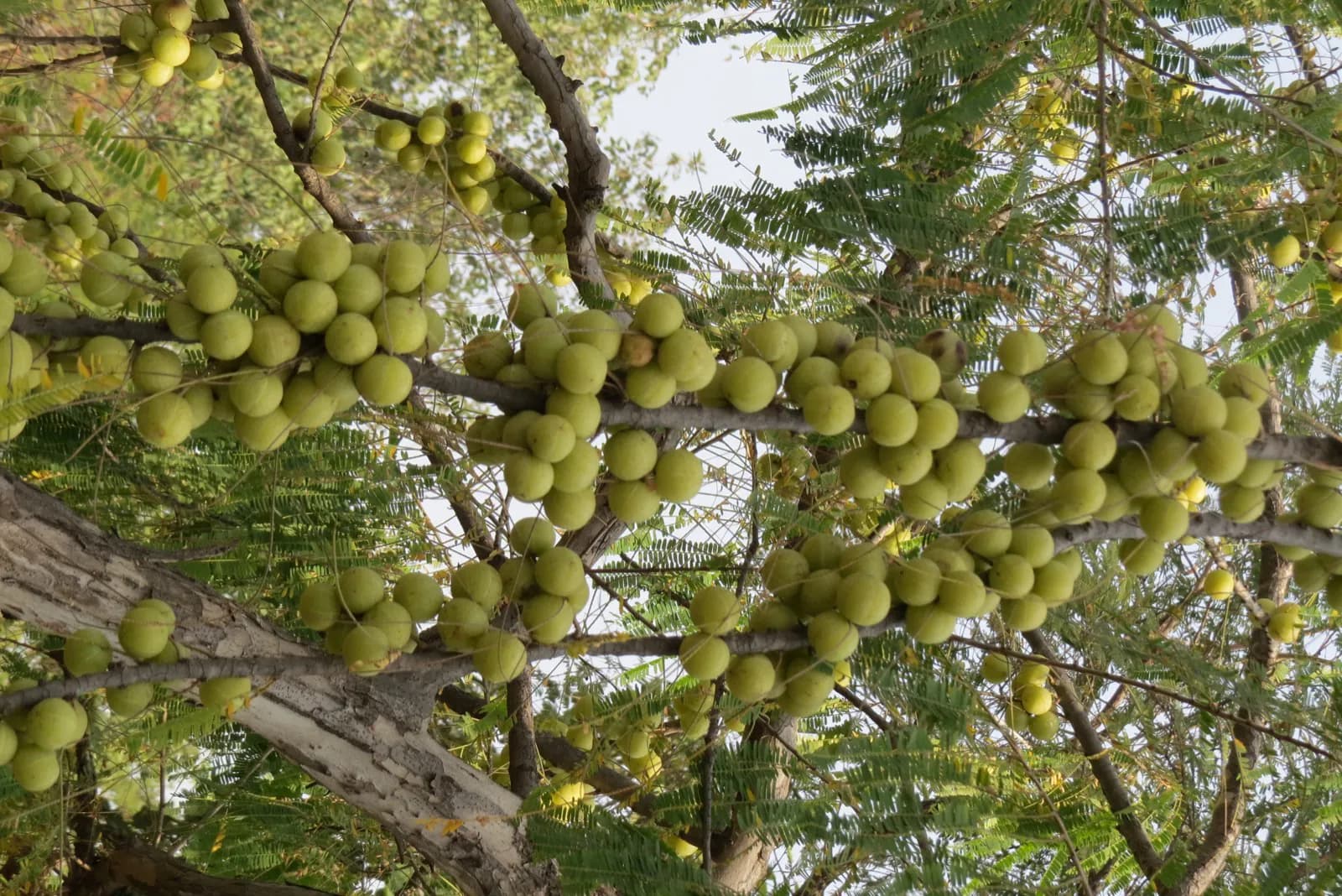 Amla (Phyllanthus emblica), the Indian gooseberry, clustered on the branch.
