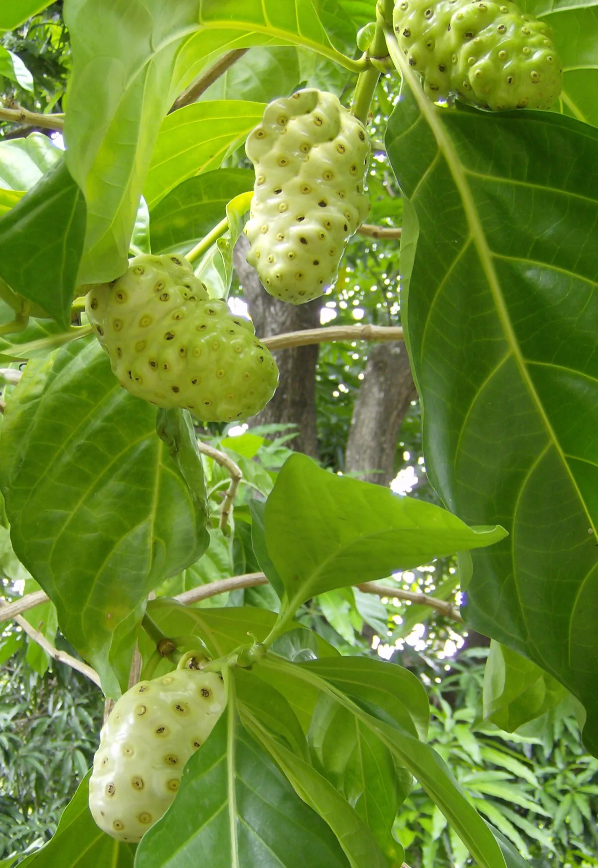 Ripe noni fruit on the branch