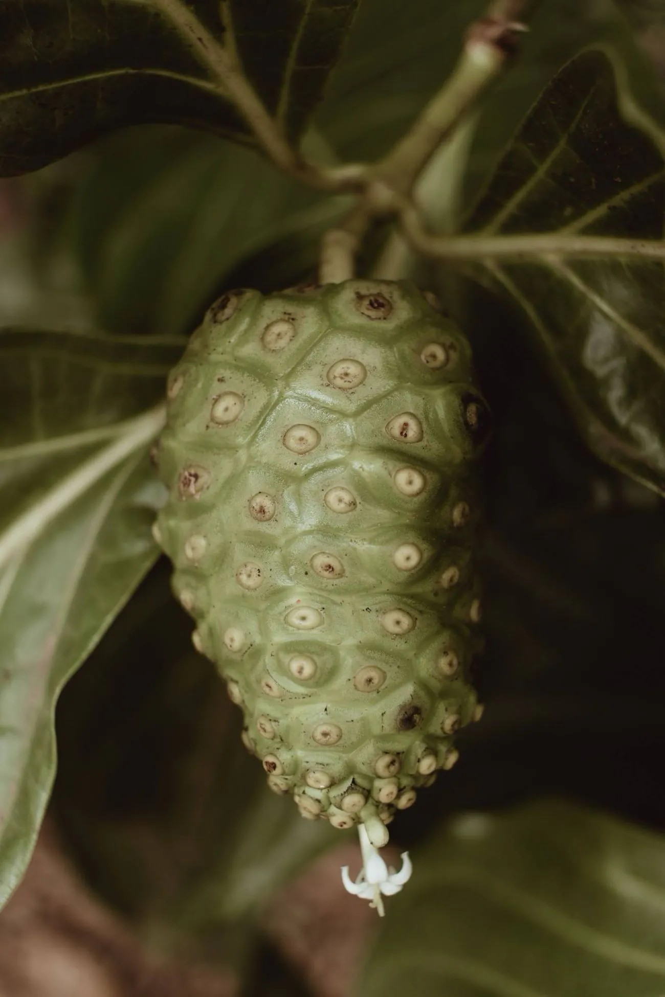 Macro of a single ripening noni fruit, the pale-green knobbly drupe with its eye-like surface