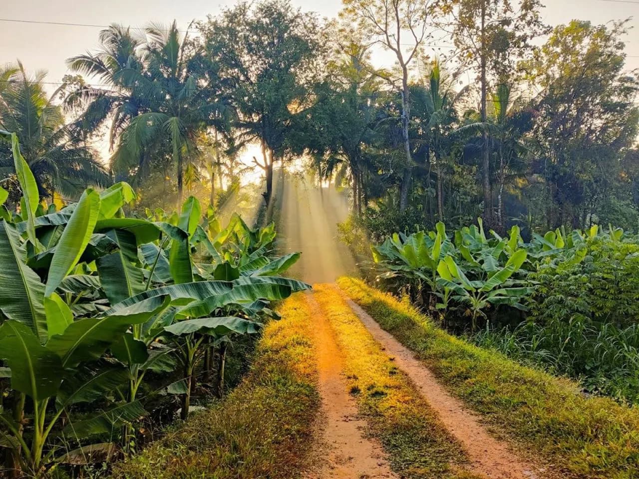 A sunlit grove path through tropical planting in southern India, morning light through coconut and banana foliage